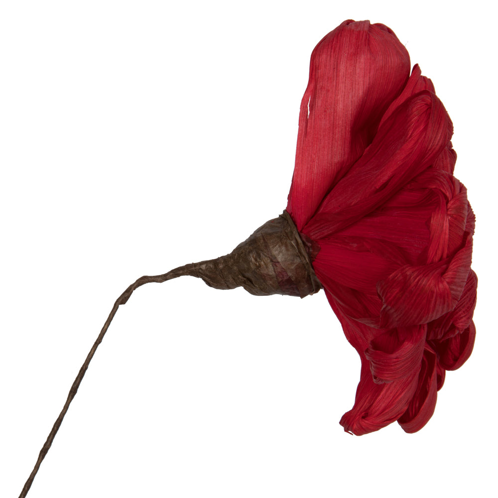 Vickerman Natural Botanicals 6" Red Maize Dahlia. 6 stem/bag. Dried and preserved.