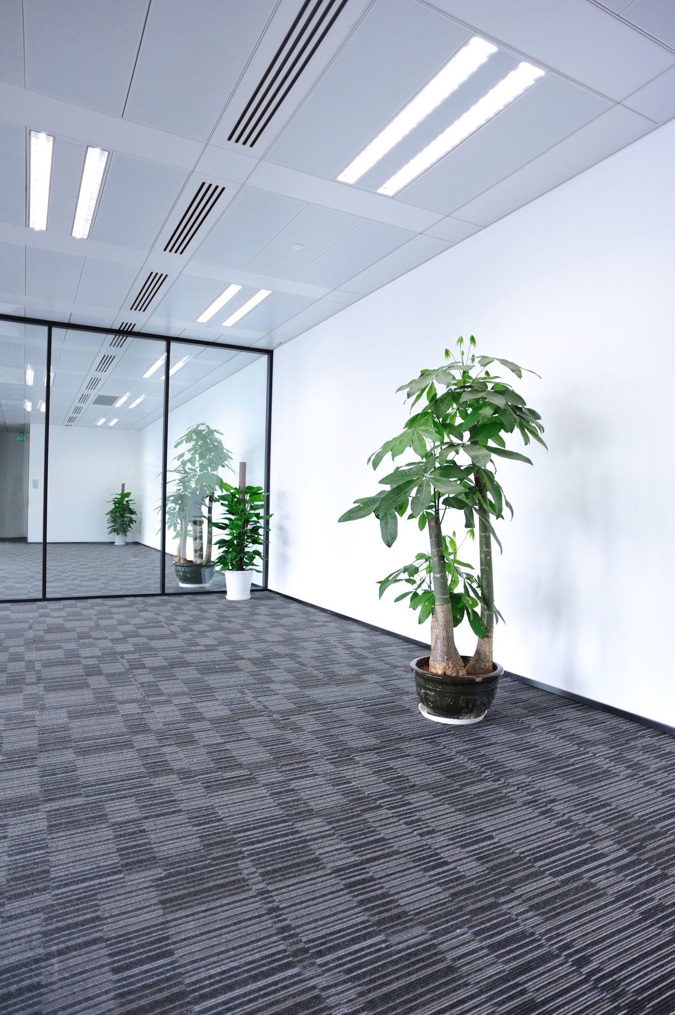 2 ft. T8 5000K Plug & Play LED