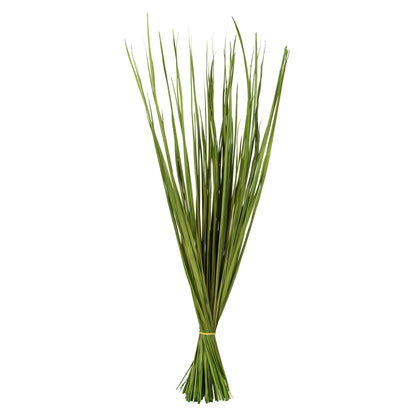 Vickerman 28-32" Basil Wild Flax Grass. Comes in 12oz (3 -4 oz Bundles) Dried