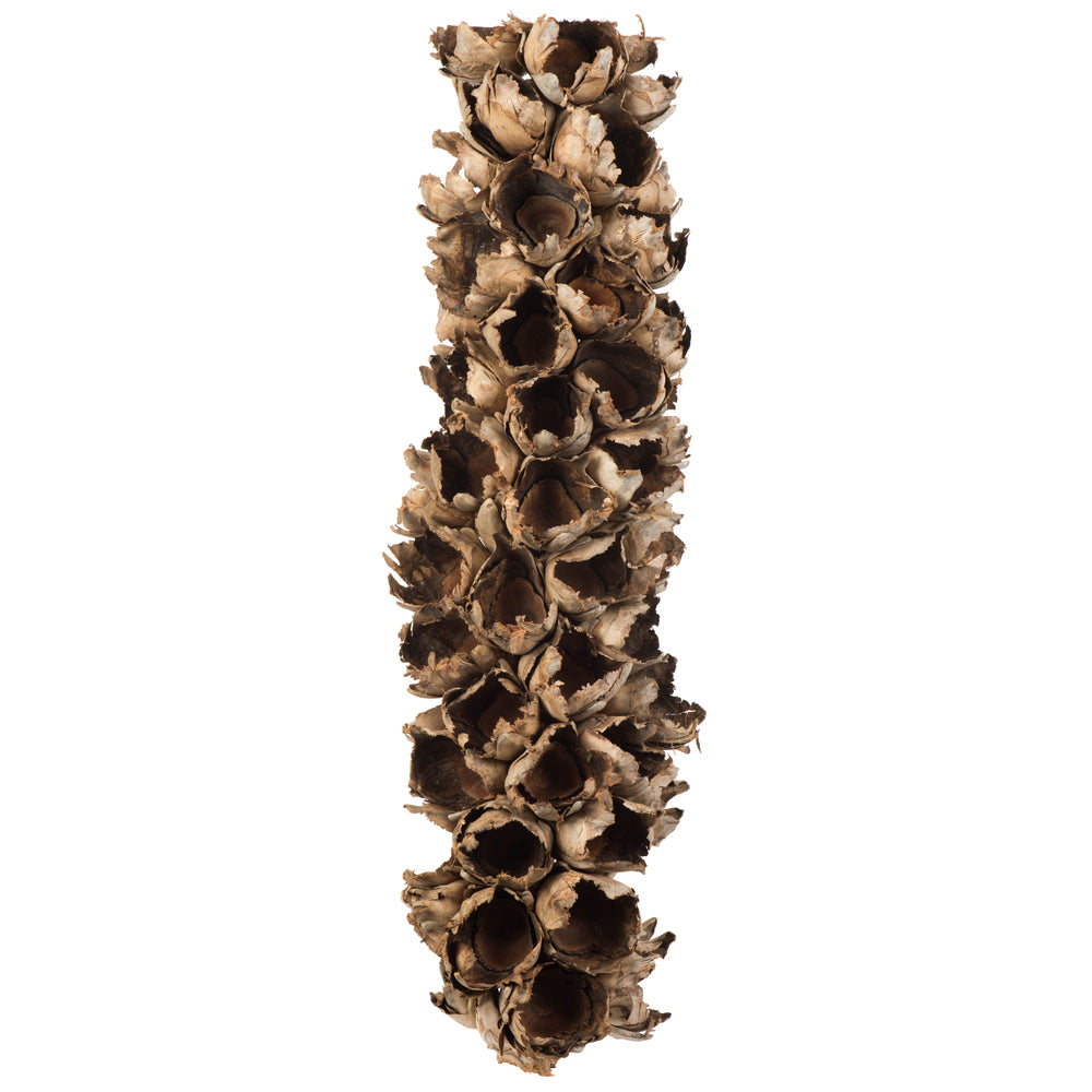Vickerman 26-28" Natural Giant Seed Pod - Half
