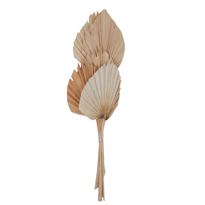 Vickerman Natural Botanicals 20" Bleached King Palm Spear. Includes 10 Pieces per Bunch.