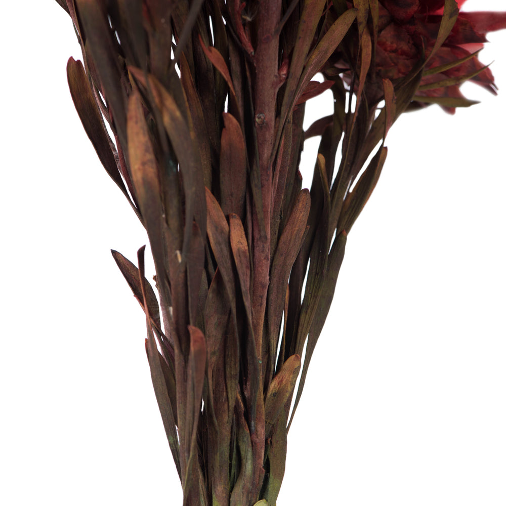 Vickerman 8-20" Red Plumosum Female 8 flower heads per bundle Preserved