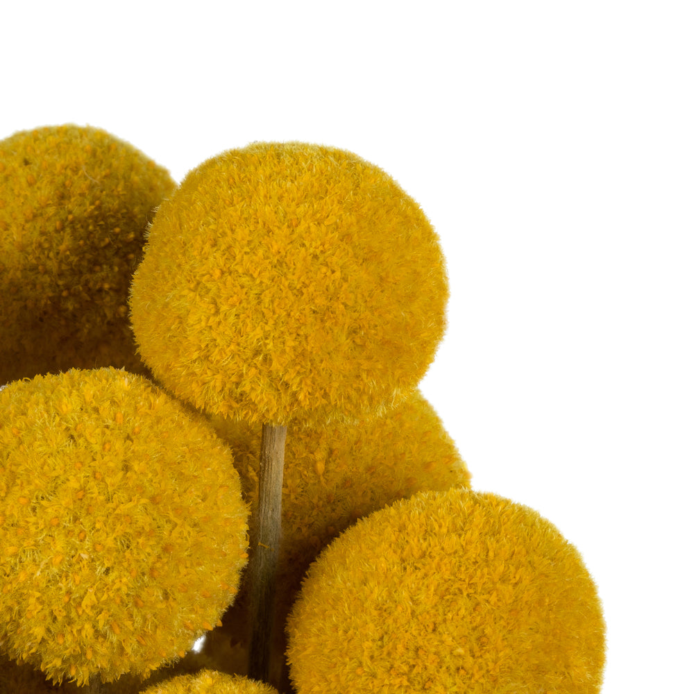Vickerman 16-18" Yellow Billy Buttons. 25-30 stem bundle Dried