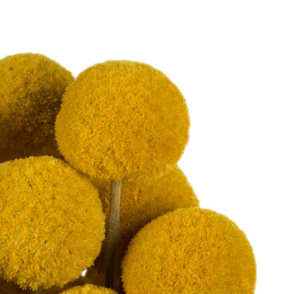 Vickerman 16-18" Yellow Billy Buttons. 25-30 stem bundle Dried