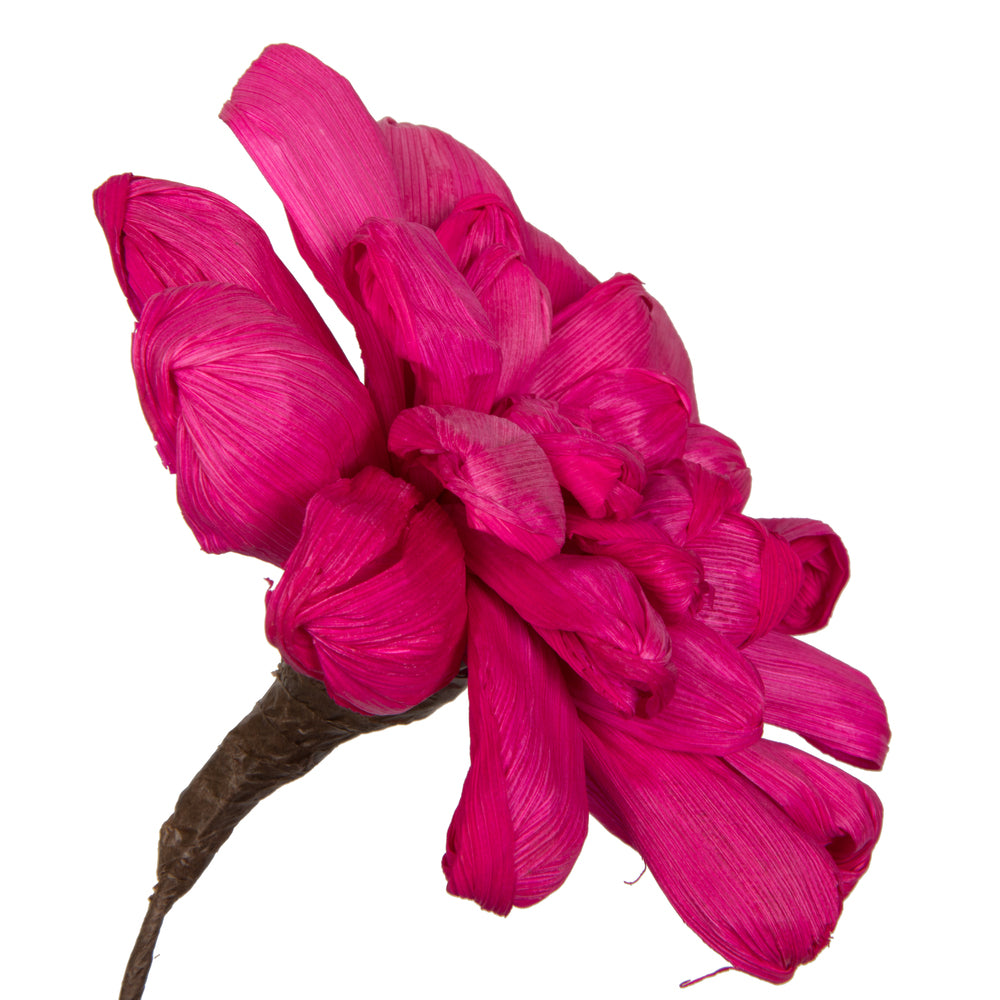 Vickerman Natural Botanicals 6" Raspberry Maize Dahlia. 6 stem/bag. Dried and preserved.