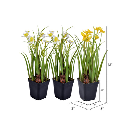 Vickerman 12" Artificial Daffodils in Black Plastic Planters Pots Set of 3.