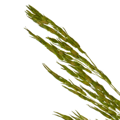Vickerman 36" Green Congo Grass 8 oz Bundle Dried