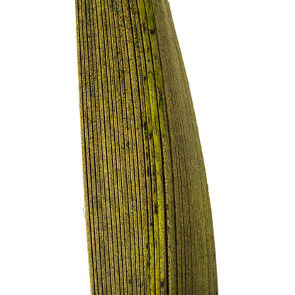 Vickerman 6-12" Basil Palm Paddles Includes 32-37 pieces Dried