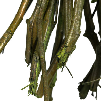 Vickerman 35-40" Basil Moneta Branches 8 oz Bundle Dried