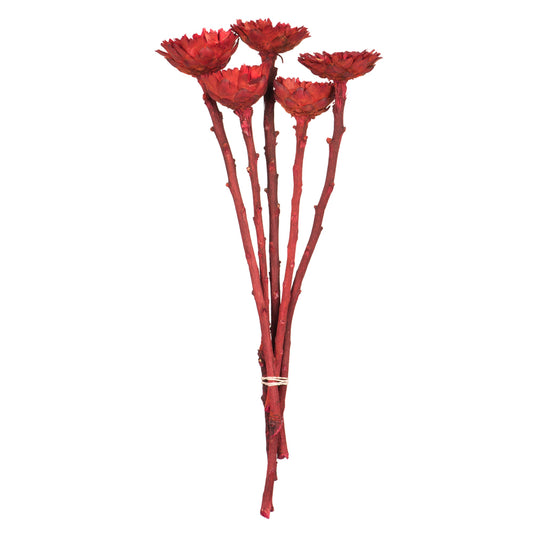 Vickerman 8-12" Red Rosette Compacta - Sleeved 5 stems Dried