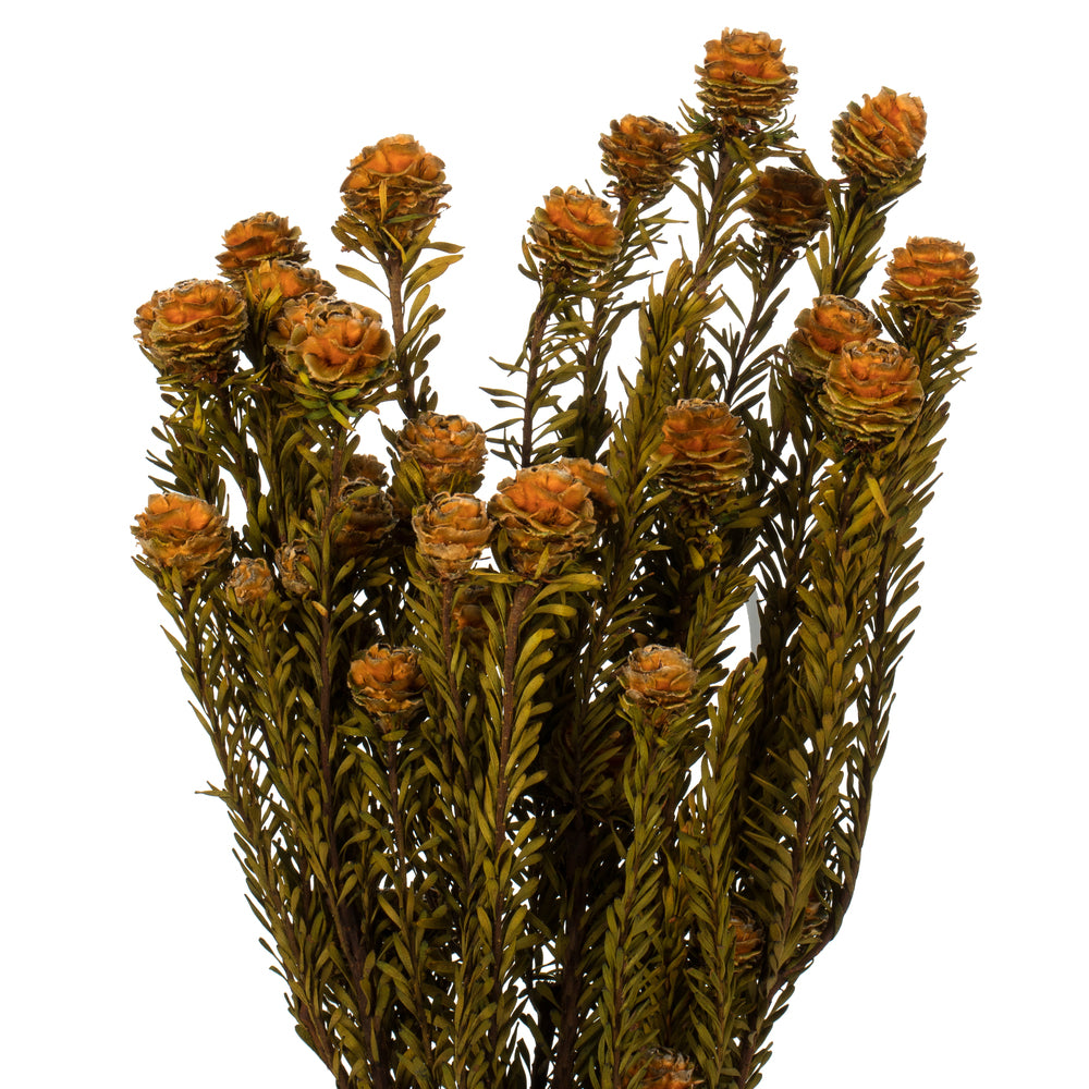 Vickerman 12" Autumn Tortum Bundle Female Preserved