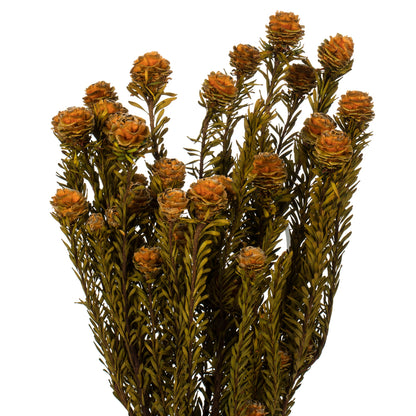 Vickerman 12" Autumn Tortum Bundle Female Preserved