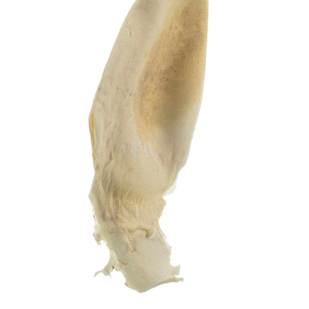 Vickerman 36-38" Bleached Kelp - (Sea Kelp) 1 piece per pack Dried