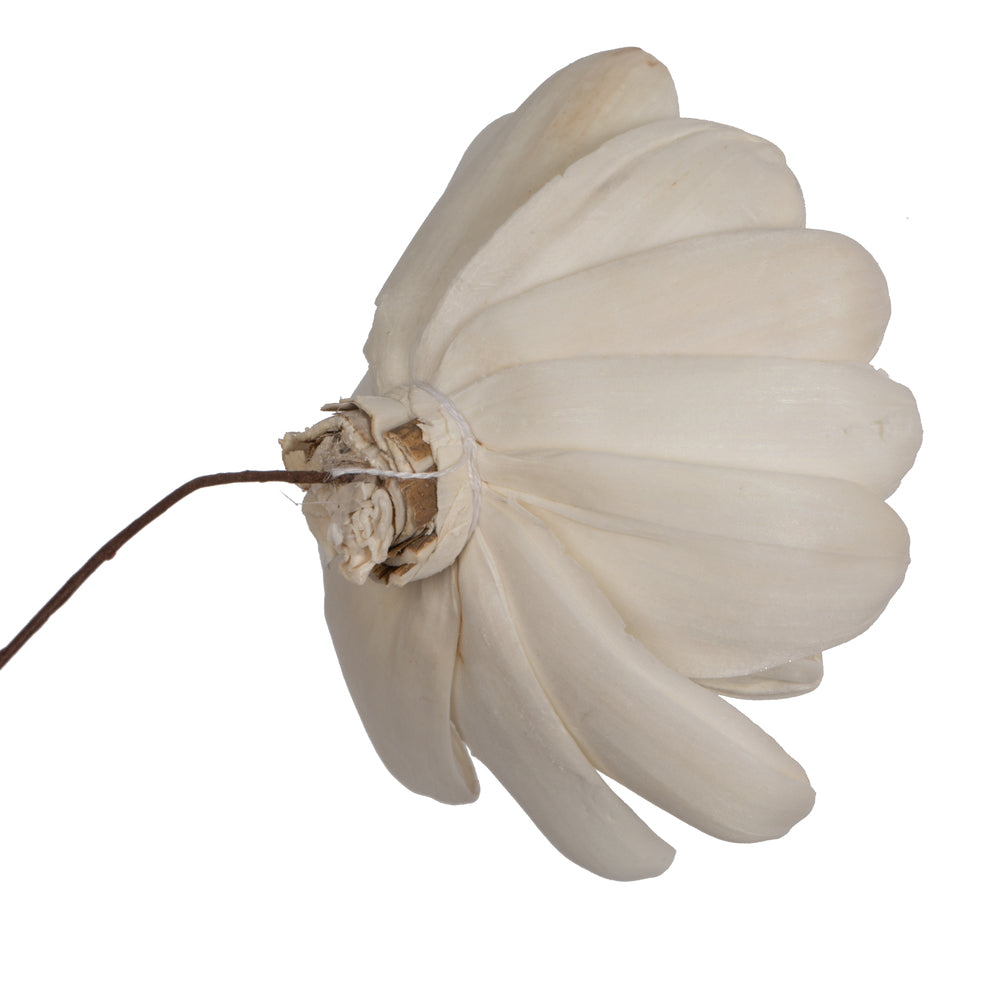 Vickerman Natural Botanicals 4" Lillian Sola Flower on 12" Stem - 12 stems/bag. Dried and preserved.