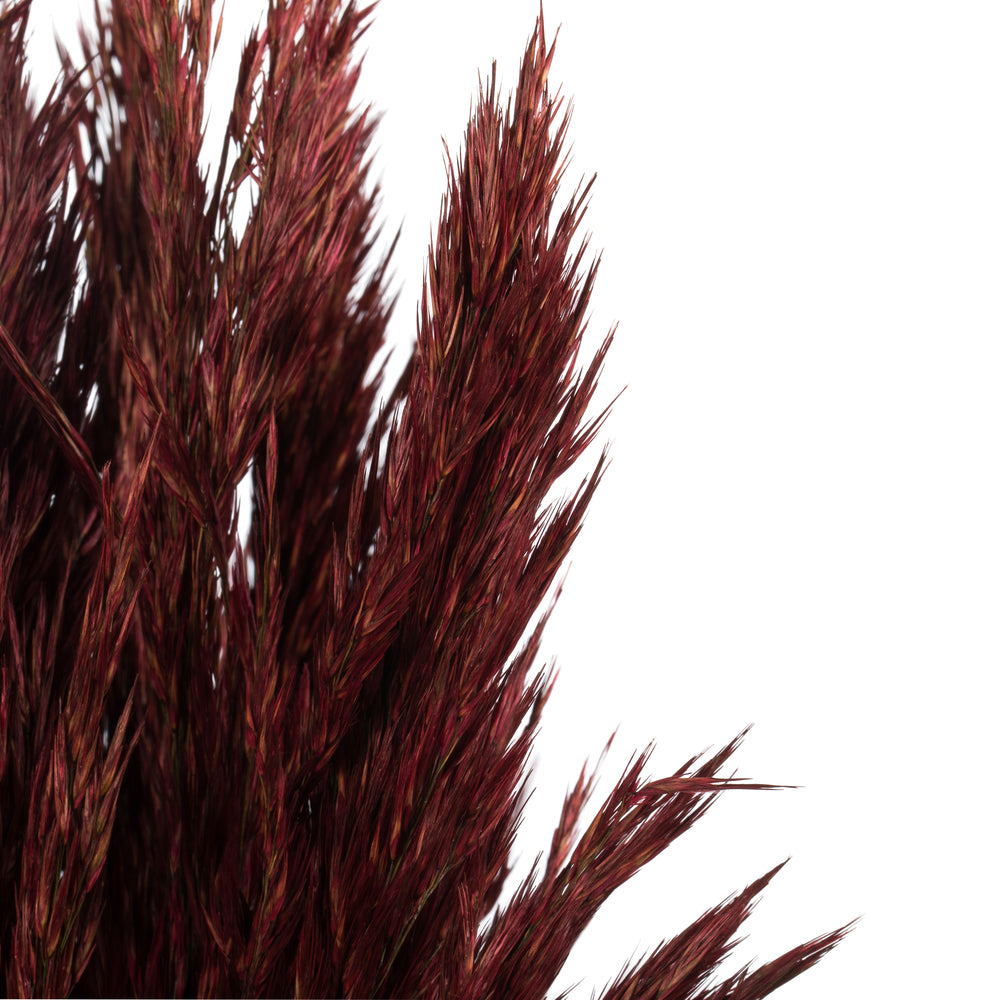 Vickerman 36" Merlot Plume Reed Bundle (15-20 stems) Preserved