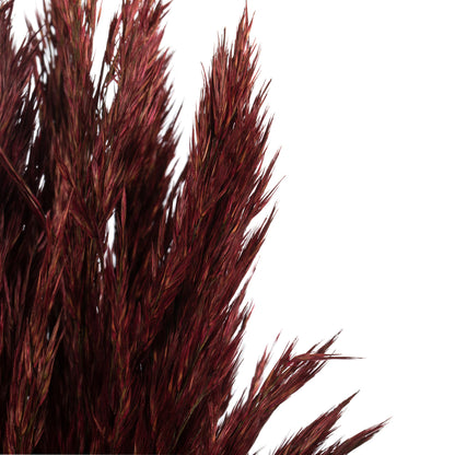 Vickerman 36" Merlot Plume Reed Bundle (15-20 stems) Preserved