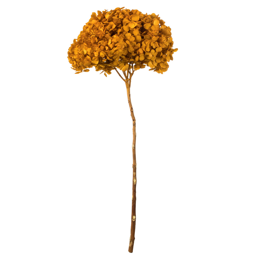 Vickerman 15" Aspen Gold Hydrangea with Multiple Branch Segments. Preserved