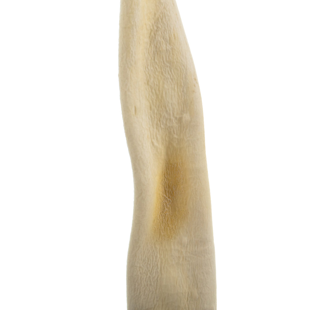Vickerman 36-38" Bleached Kelp - (Sea Kelp) 1 piece per pack Dried