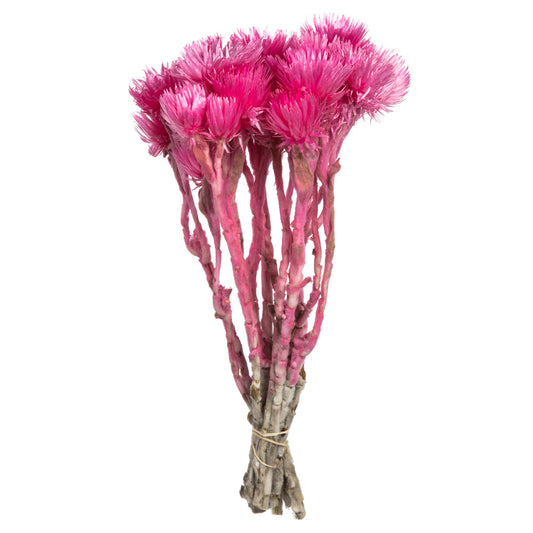 Vickerman 13-14" Bright Pink Everlasting Flowers approximately 23 blooms Dried
