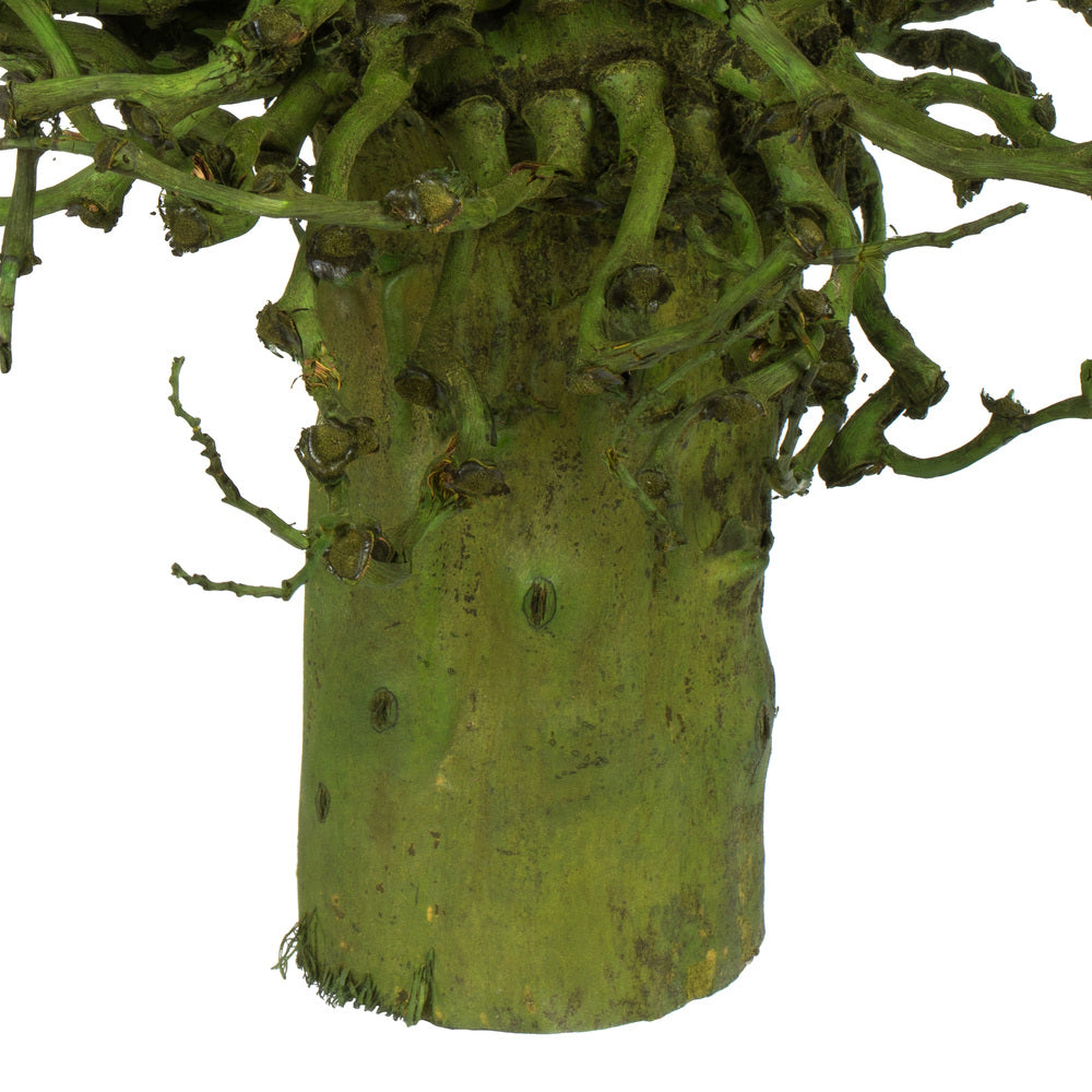 Vickerman 22 x 7" avg Basil Olympia Seed Pod 1 piece Dried