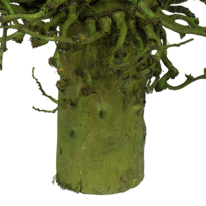 Vickerman 22 x 7" avg Basil Olympia Seed Pod 1 piece Dried
