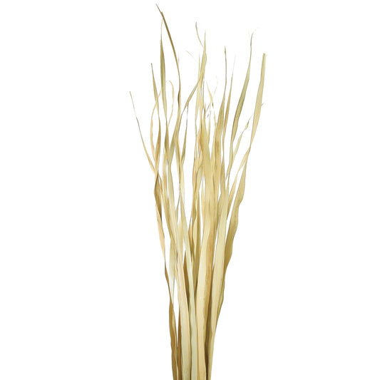 Vickerman 36-40" Natural Rush Grass 7 Oz Dried