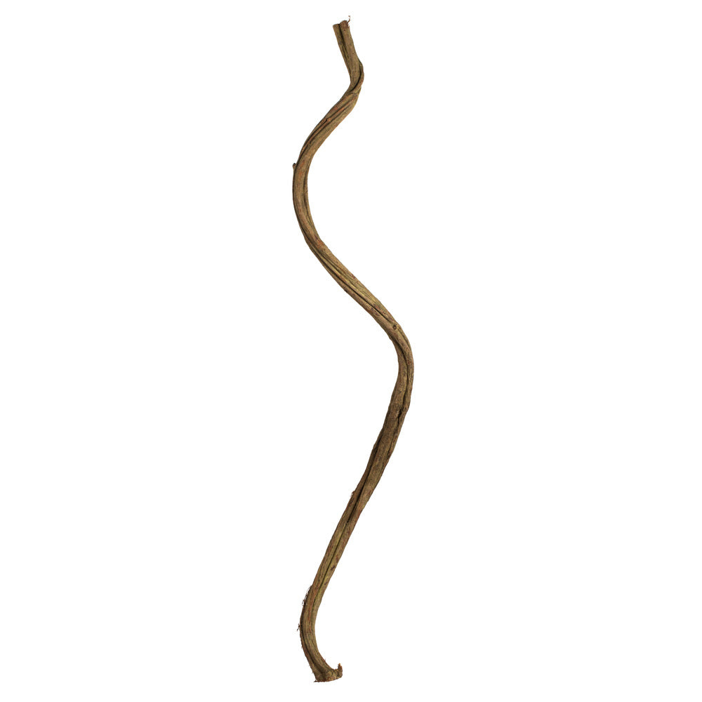 Vickerman 38-45" Basil Twisted Vine.  Includes 2 Twisted Vines per Pack Dried
