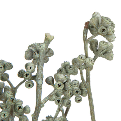 Vickerman Natural Botanicals 13" x 1-3" Red Gum Branch Green Frosted 14 stems per unit