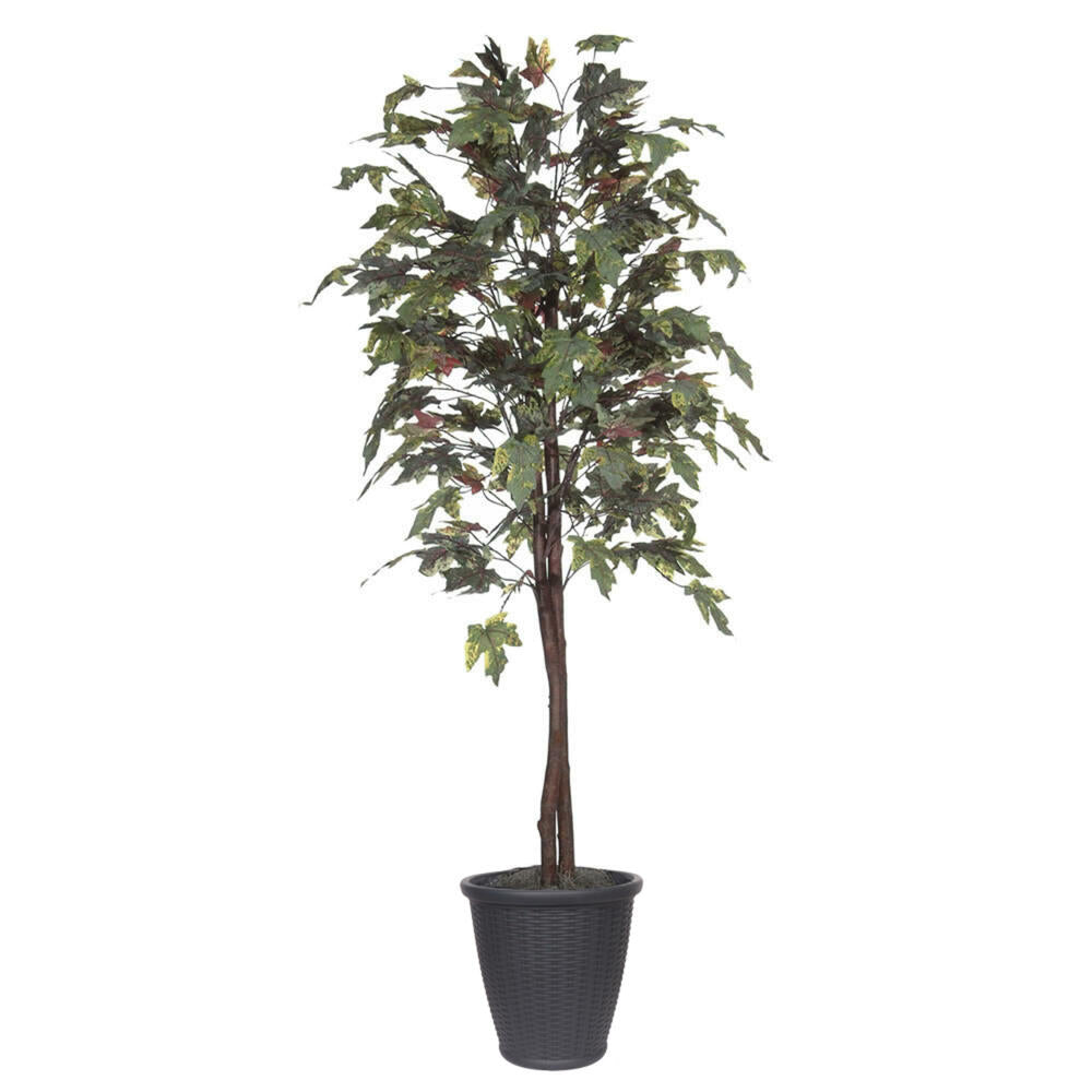 Vickerman 6' Artificial Frosted Maple Black Plastic Pot