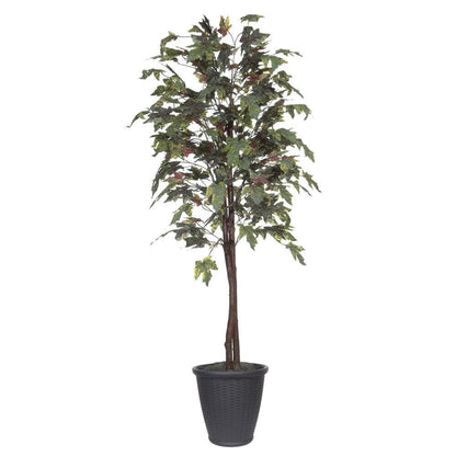 Vickerman 6' Artificial Frosted Maple Black Plastic Pot