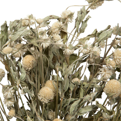 Vickerman Natural Botanicals 17-19" Cream Dried Gomphrena Globe Amaranth 4 oz. Bunch.