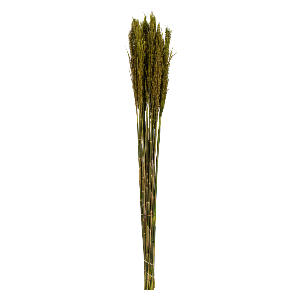 Vickerman 36" Green Plume Reed Bundle (15-20 stems) Preserved