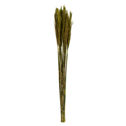 Vickerman 36" Green Plume Reed Bundle (15-20 stems) Preserved