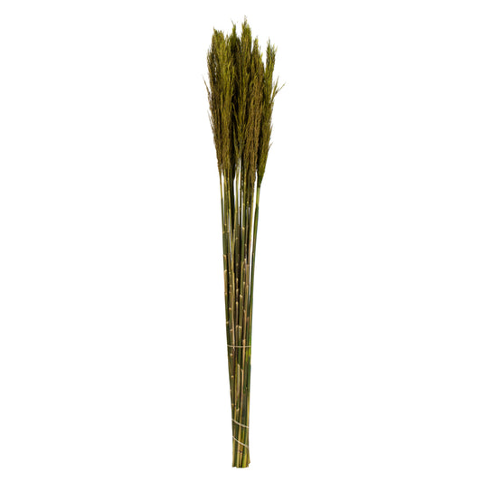 Vickerman 36" Green Plume Reed Bundle (15-20 stems) Preserved