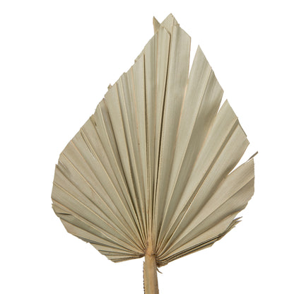 Vickerman Natural Botanicals 20" Palm Spear Natural. Includes 50 pieces per Pack.