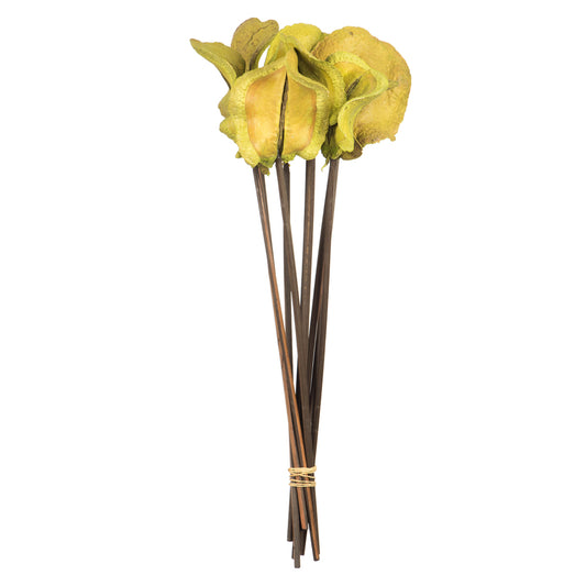 Vickerman 15" Basil Frogs Mouth on Stems 9 stems Dried