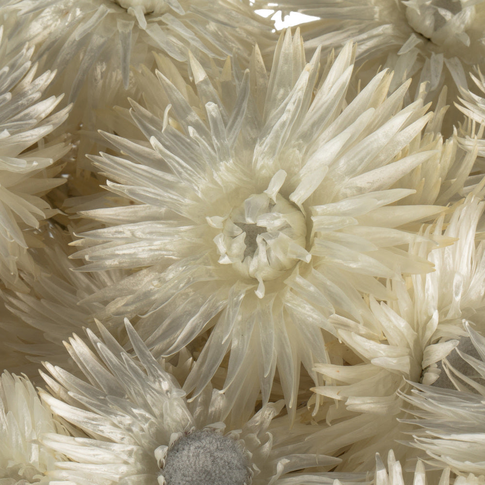 Vickerman 13-14" Natural White Everlasting Flowers approximately 23 blooms Dried