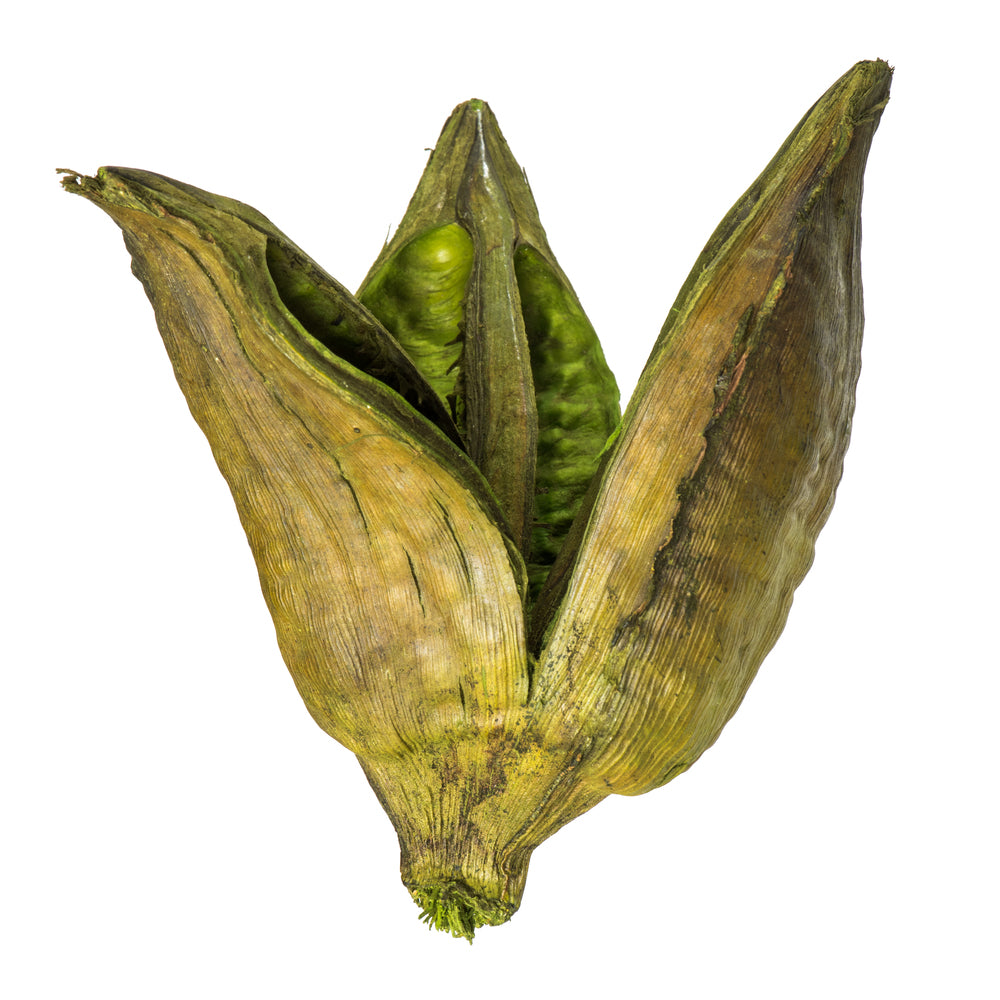 Vickerman 3-4" Basil Sora Pods  Bulk Case 25 per Case Dried