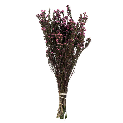 Vickerman 12-22" Violet Phylica Bundle  5-6 oz Preserved