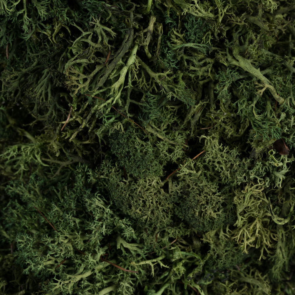 Vickerman 15 .5" Artificial Reindeer Moss Square Wreath.