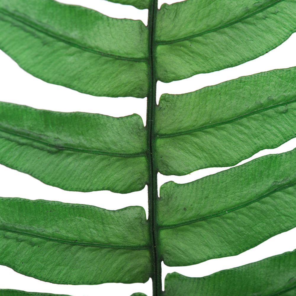 Vickerman 12-13" Green Fern- Rock 10 stems Preserved