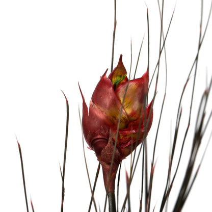 Vickerman 36-40" Red Bell Grass with Seed Pods 8-9 oz Bundle Preserved