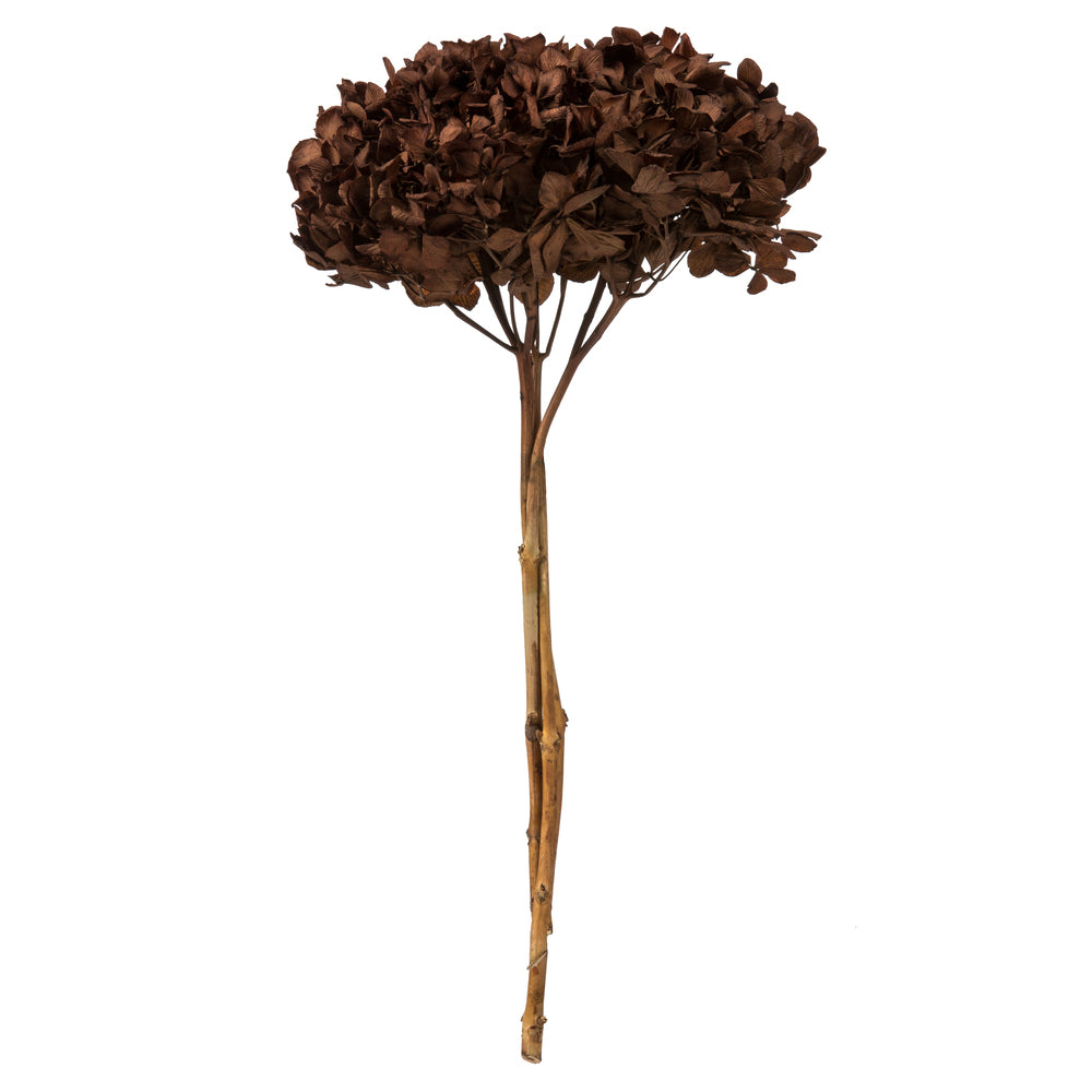 Vickerman 15" Brown Hydrangea with Multiple Branch Segments. Preserved