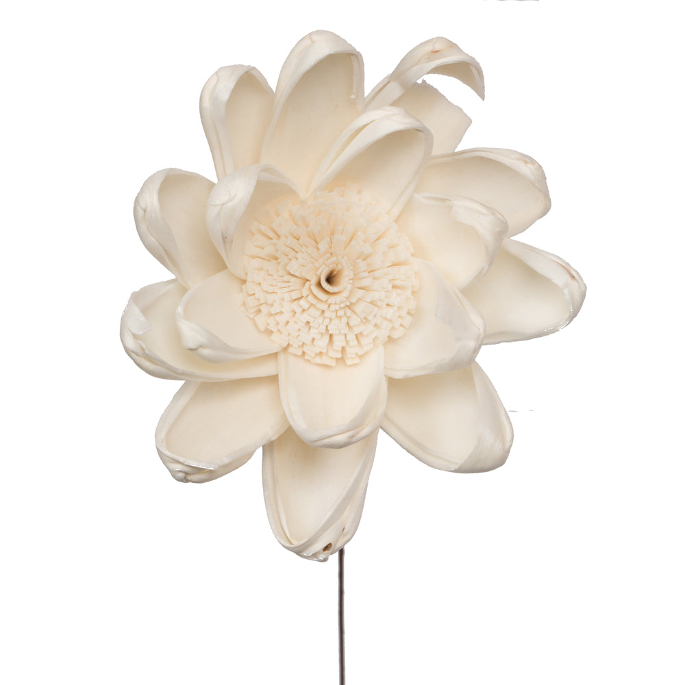 Vickerman Natural Botanicals 4" Natural Dried Crocus Sola Flower on 12" wire stem- 12 stem/polybag.