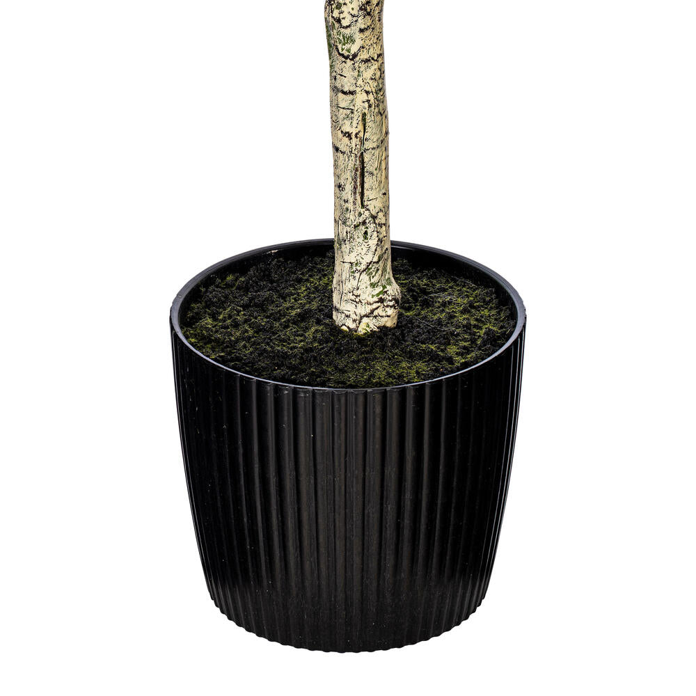 Vickerman 60" Artificial Green Olive Tree in Black Planters Pot.