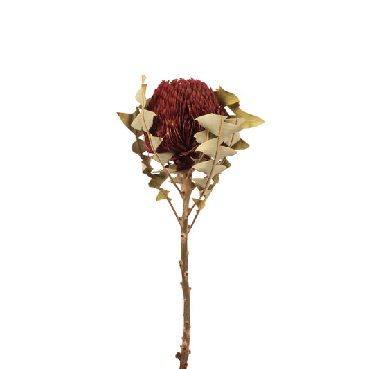 Vickerman 12" Red Baxteri (Banksia) Flower with Stem. Includes 3 Stems per Pack Dried