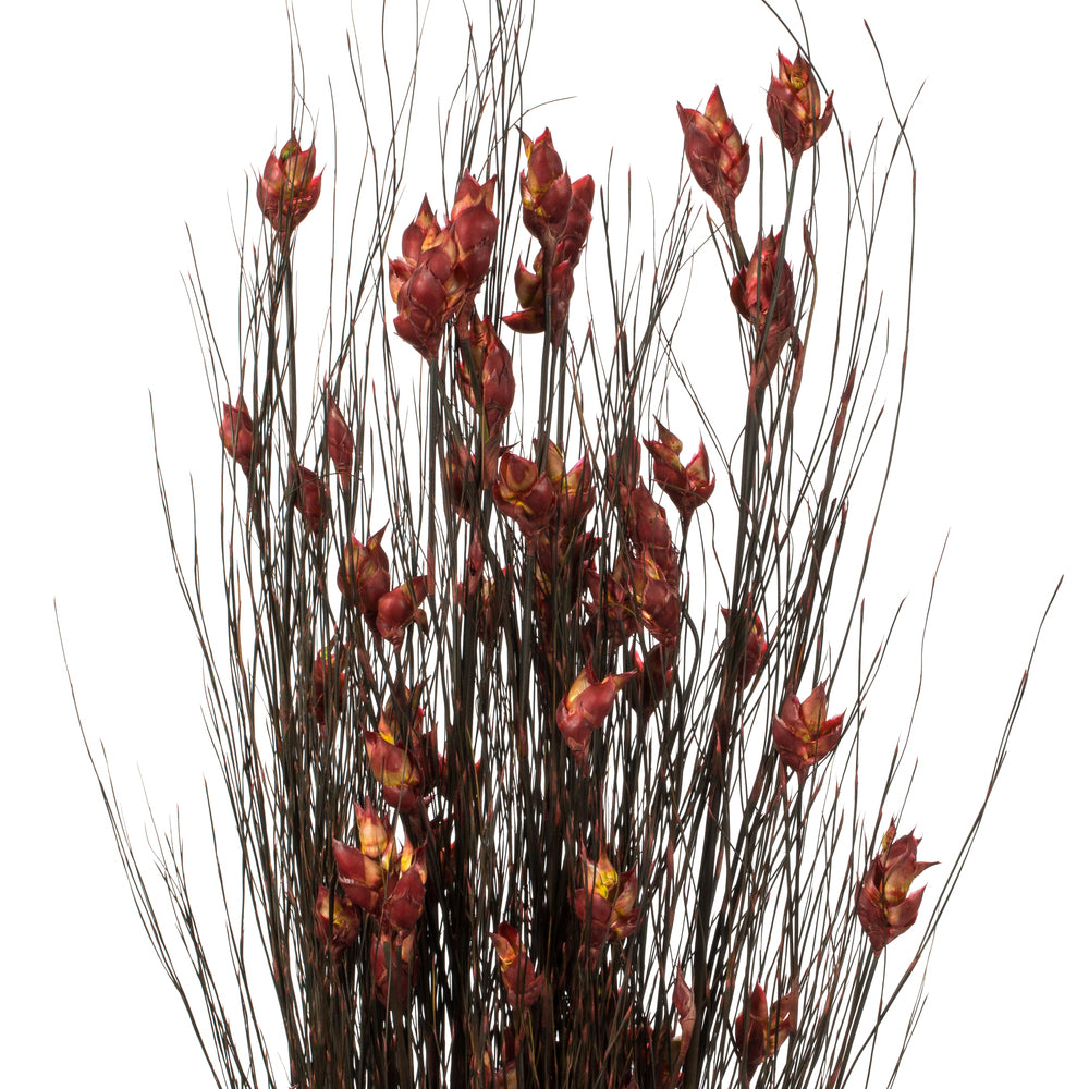 Vickerman 36-40" Red Bell Grass with Seed Pods 8-9 oz Bundle Preserved