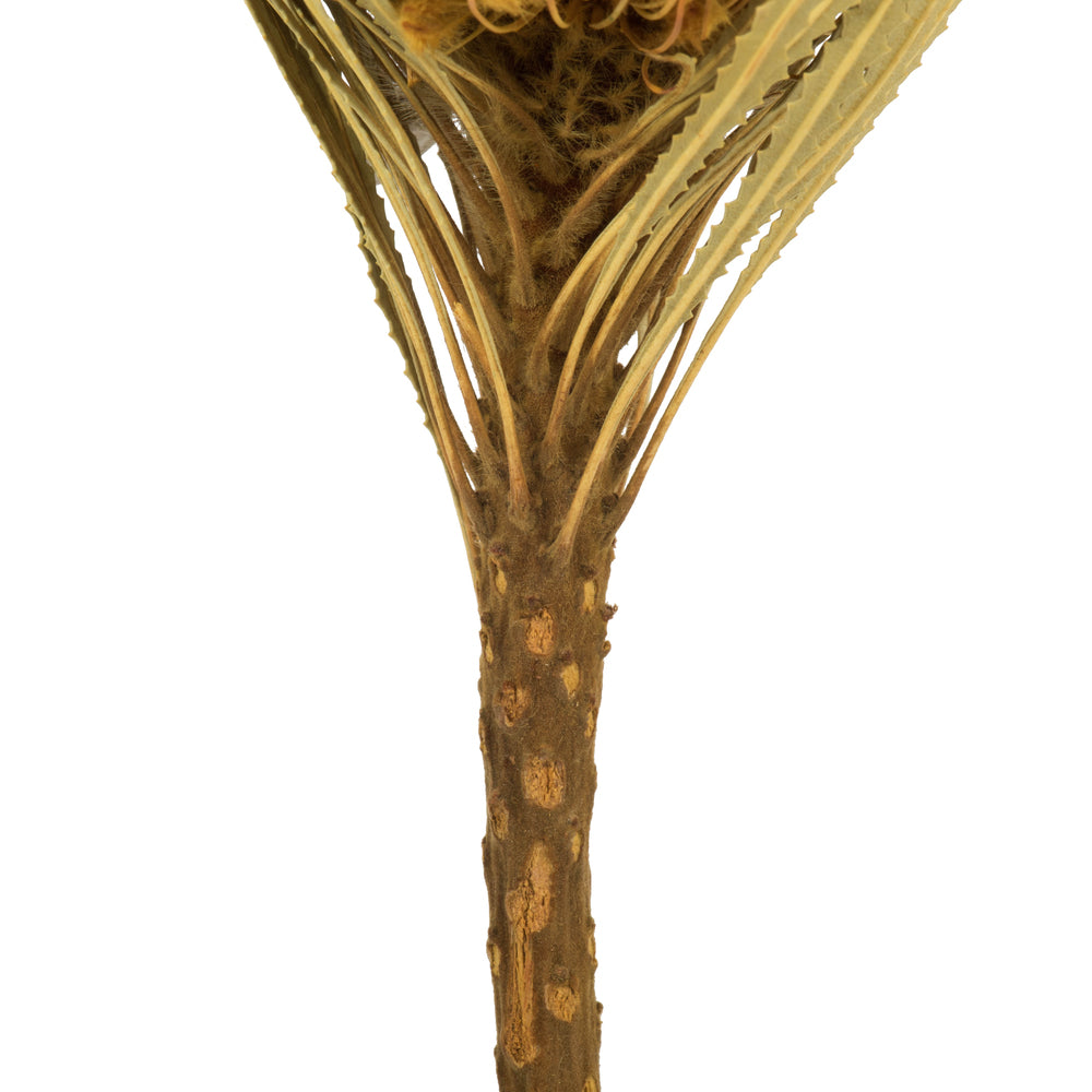 Vickerman 12" Yellow Banksia Flower Stem. Includes 25 Stems per Pack. Dried