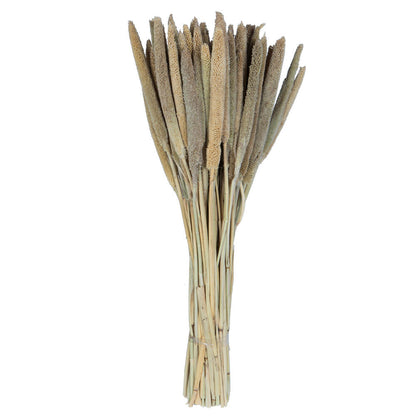 Vickerman Natural Botanicals 24" Babala Natural. Includes 75 pieces per unit.