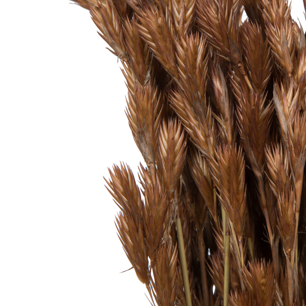 Vickerman Natural Botanicals 33" x 5" Thatch Reed 100 grams per Unit